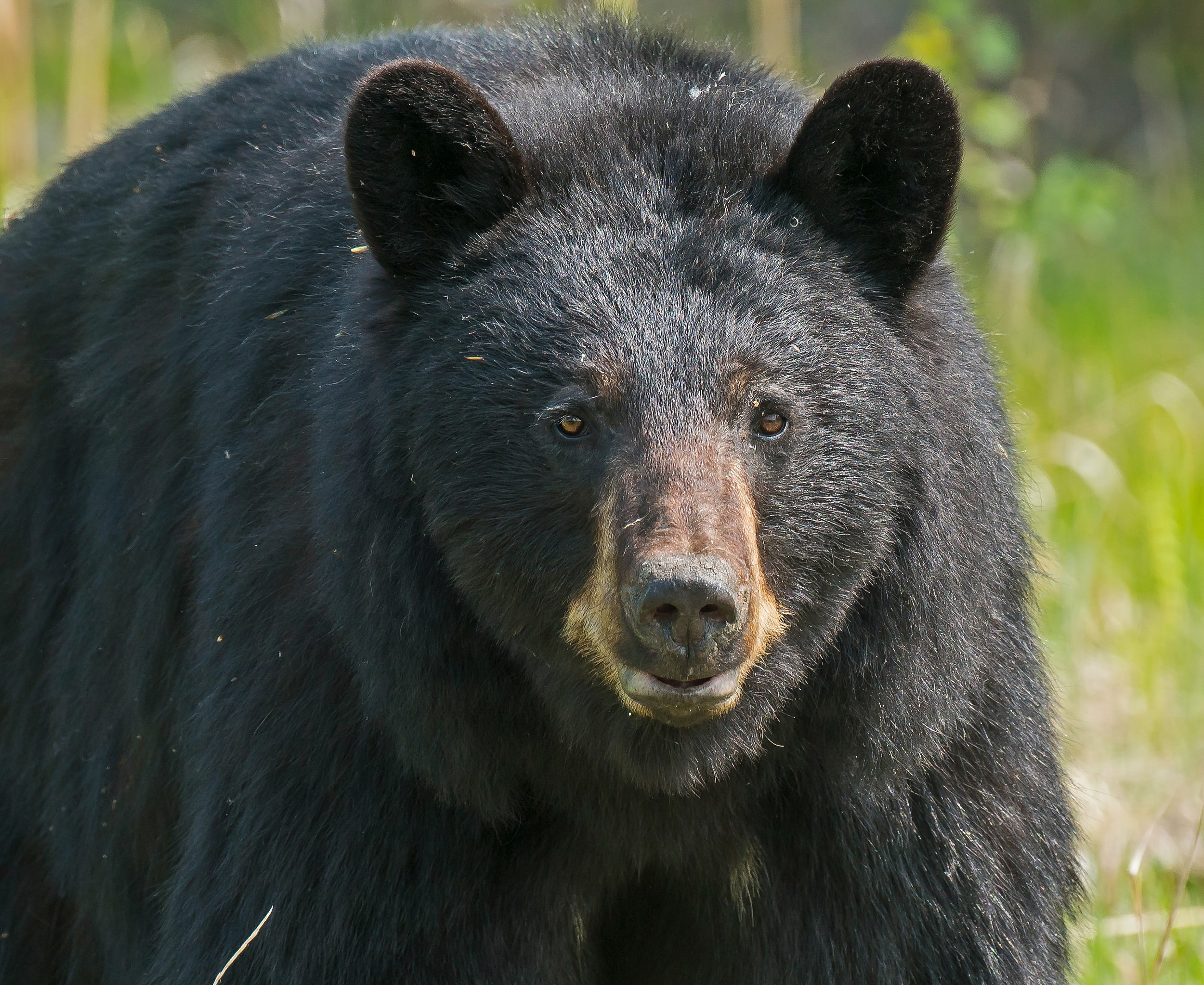 WSP Bears Notice of Black Bear Highway Deaths Barely a Day Apart