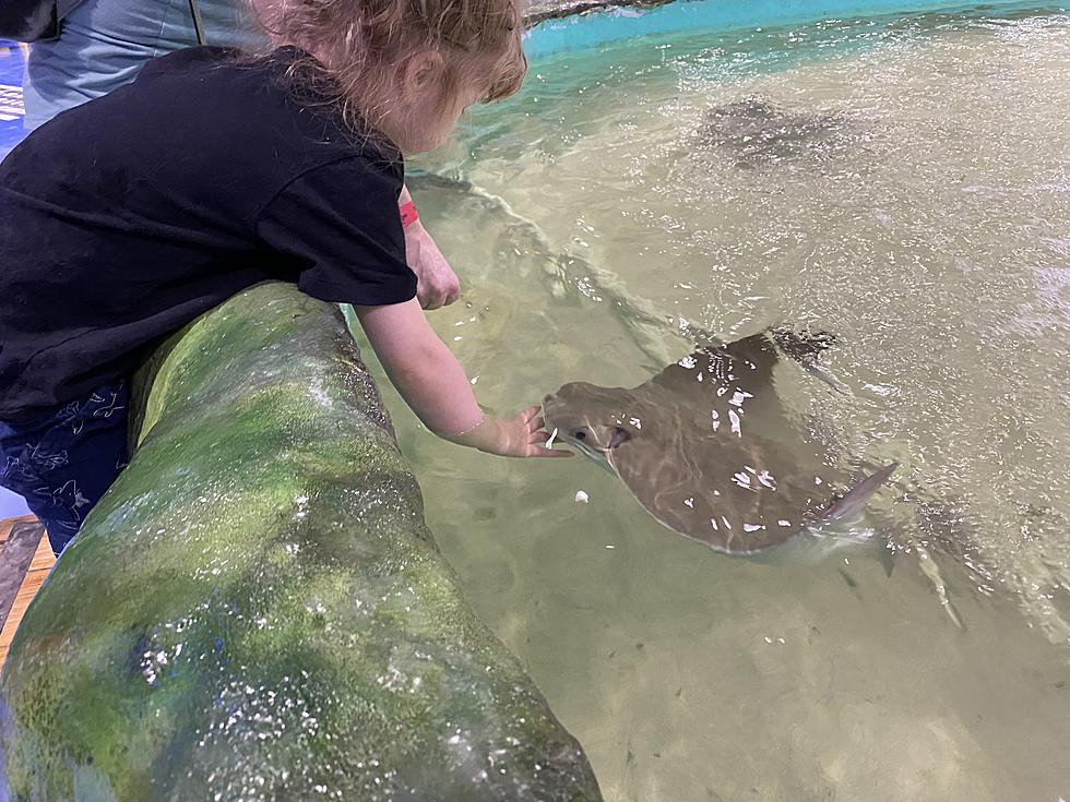 Stingrays Love Being Fed by Zoo Visitors in Spokane Mall