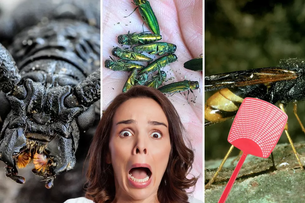 You See These 8 Invasive Bugs In Washington, Squish Them Quick