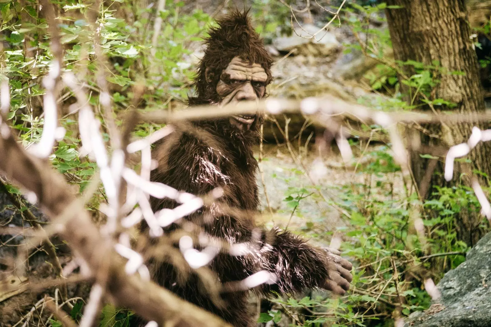 Bigfoot's a fan of Washington, sightings suggest - Axios Seattle