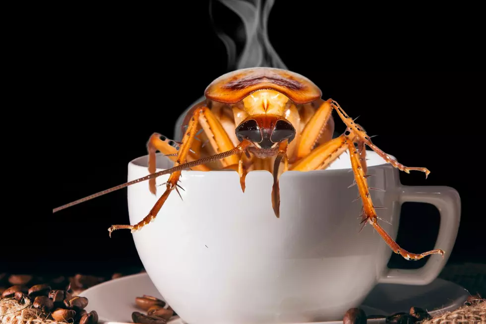 Are Cockroaches Really in Your Favorite Washington Ground Coffee?