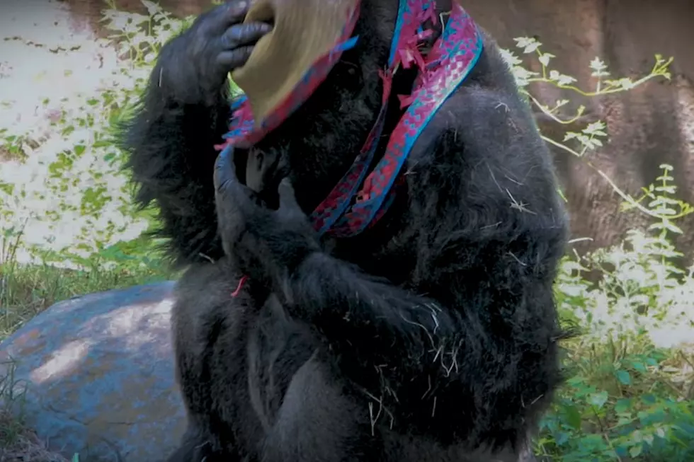 credit YouTube Atlanta Zoo