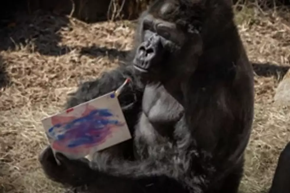 credit YouTube Atlanta Zoo