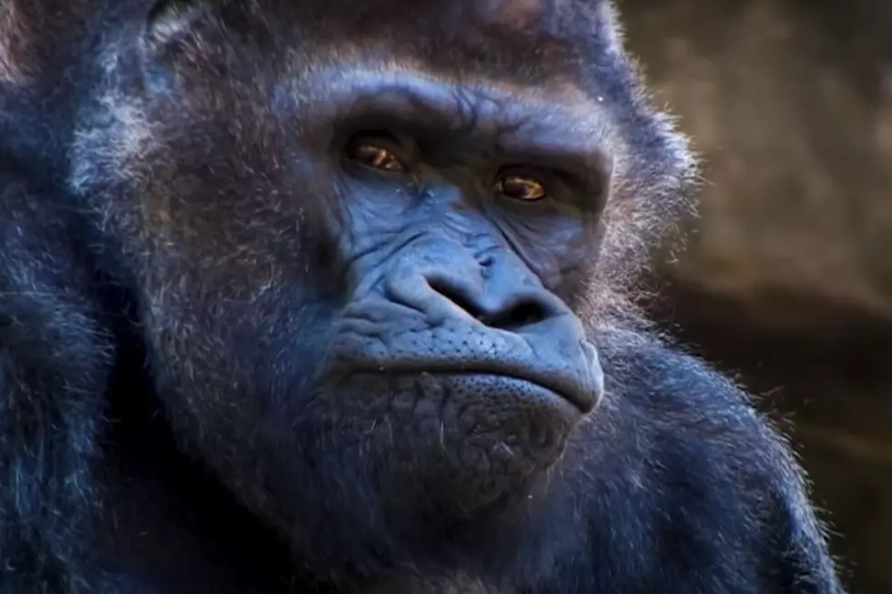 credit YouTube Atlanta Zoo