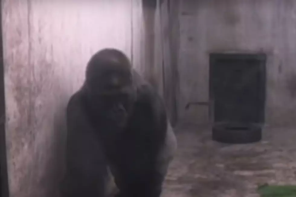 credit YouTube Atlanta Zoo