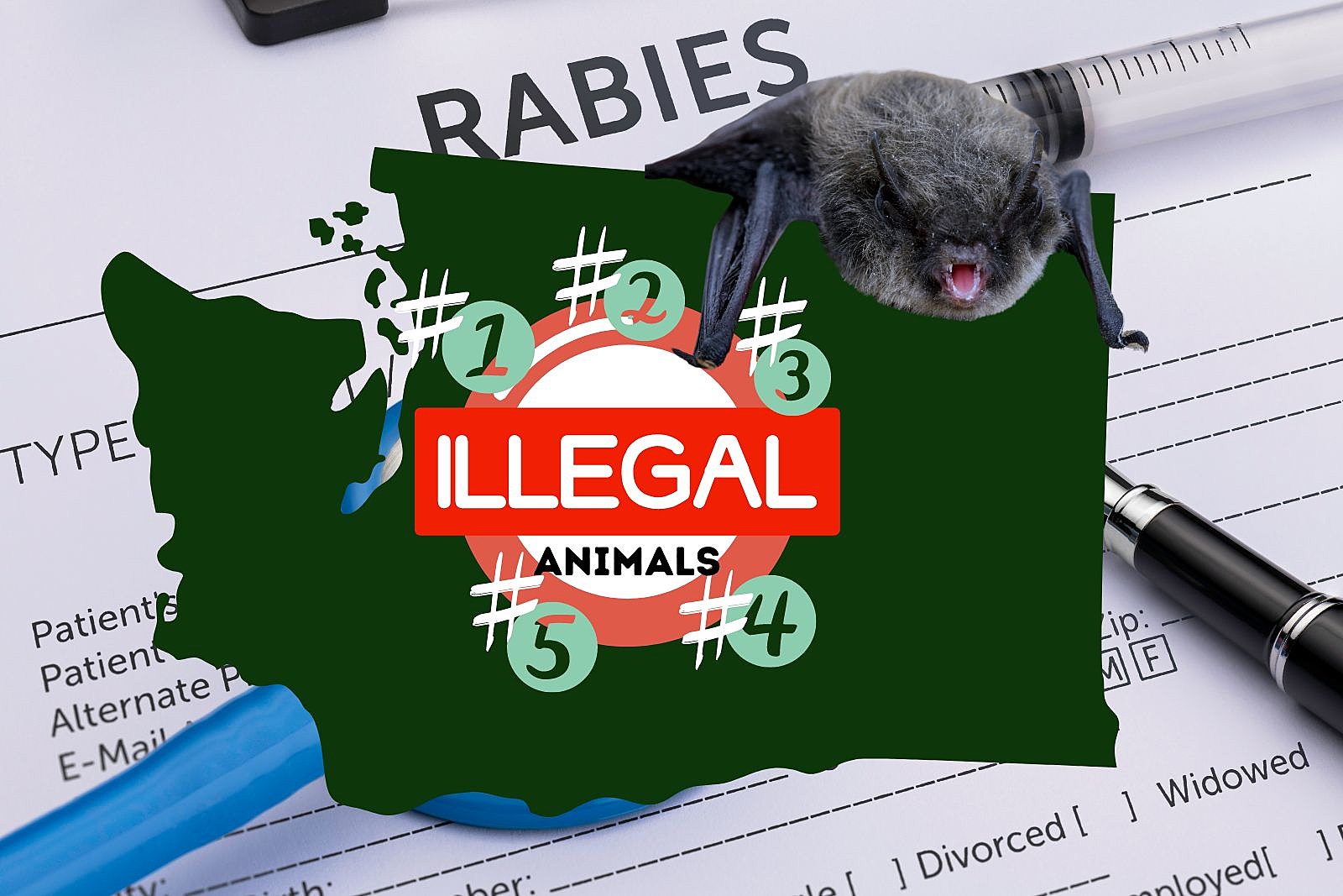 RABIES: Why These 5 Animals are Illegal Pets in Washington State