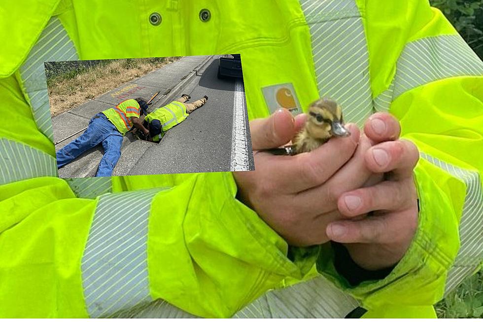 Washington City Workers Rescue Ducklings from Drainage Doom