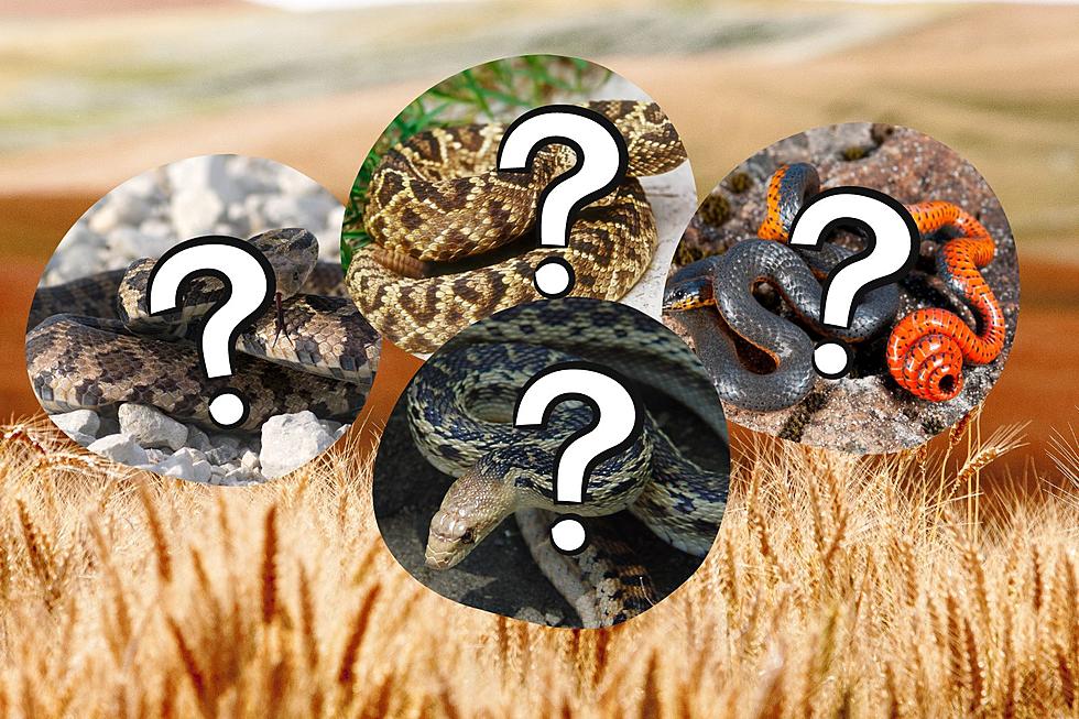Can You Tell Which of These Washington Snakes Can Kill You?