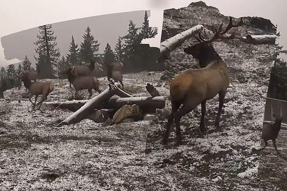 Watch Magical Video of Elk Playing in the Washington Snow