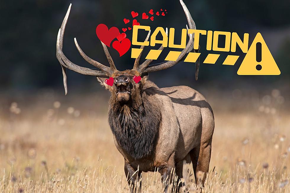 “Watch Out for Horny Elk!” Sheriff’s Office Warns Hanford Drivers