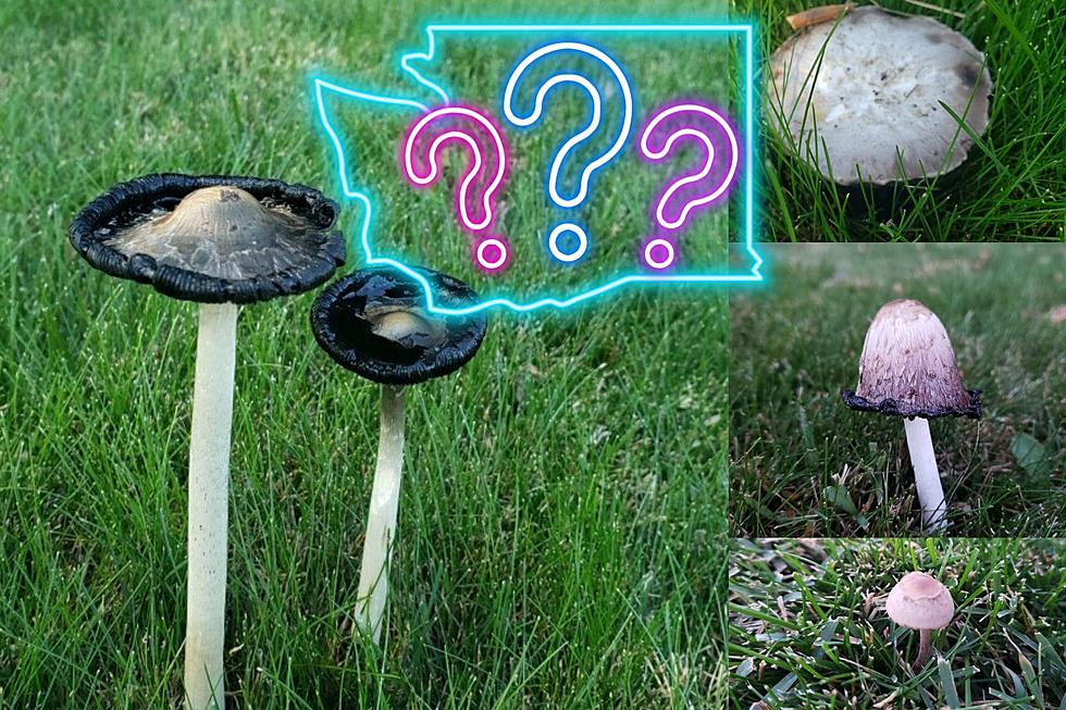Mushrooms in My Washington State Yard: Edible or Risky?