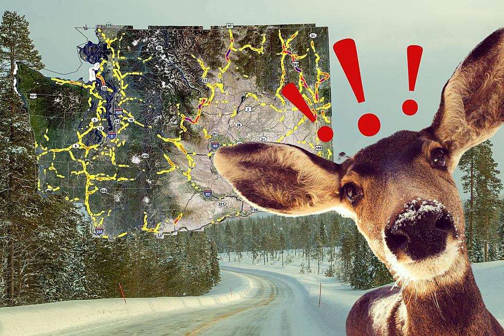 New Washington Map Helps Drivers Avoid Deer/Car Strike Locations