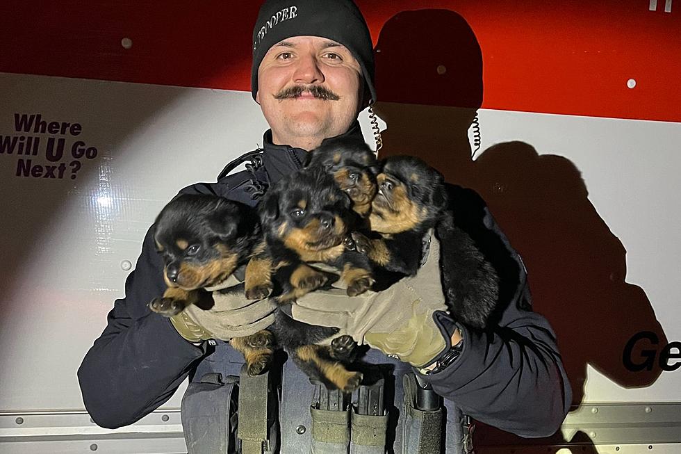 Oregon Troopers Save 25 Dogs & Puppies from a Stolen U-Haul