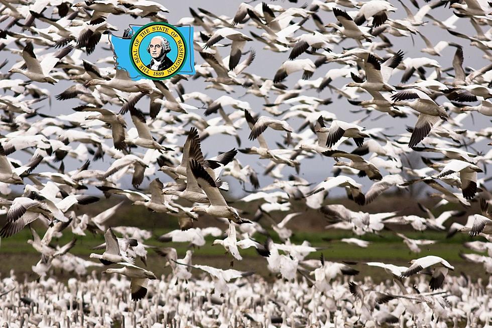 [VIDEO] Hypnotizing Migrating Snow Geese Now Visiting Washington