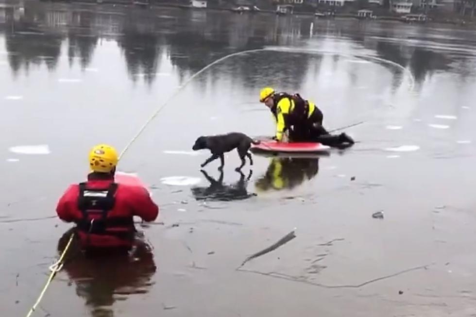 Lucky Dog Saved by Washington State Fire Crews on Frozen Lake