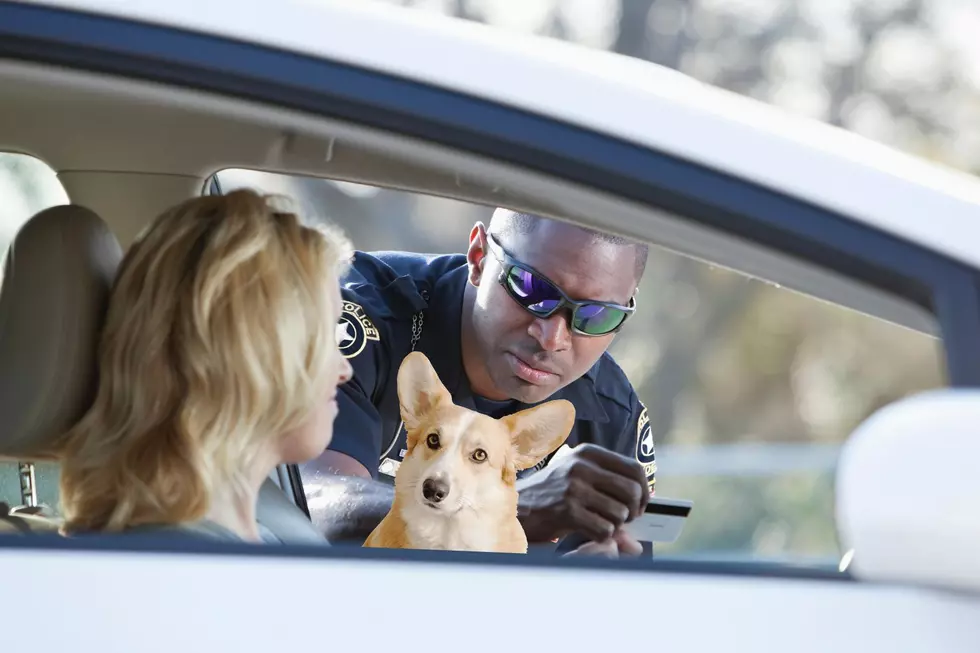 Tales from a Washington HOV Patrol: “My Dog Identifies as Human”