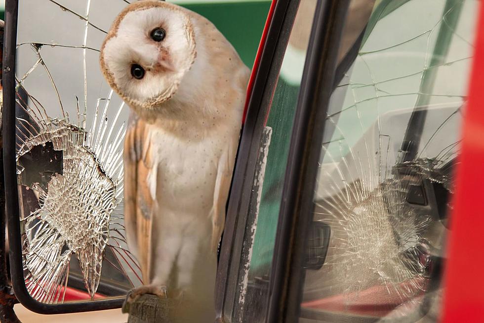 Owl Flies into Side Mirror on Highway, Gets Stuck, Saved by WSDOT