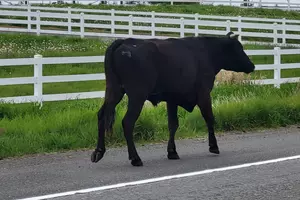 An Angry Black Bull Terrorized Traffic Today on Washington SR-164