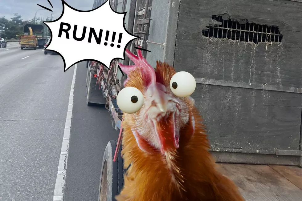 Real-Life &#8220;Chicken Run&#8221; Ruffles Feathers on Washington Highway