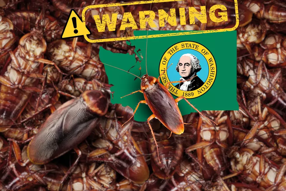 Pest Expert Warns &#8216;Bug Boom&#8217; will Infest Washington This Summer