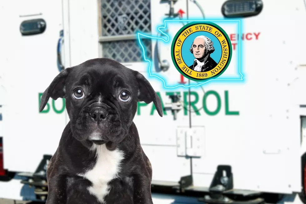 Puppy Ban: Under 6 Months Barred at Washington-Canada Border