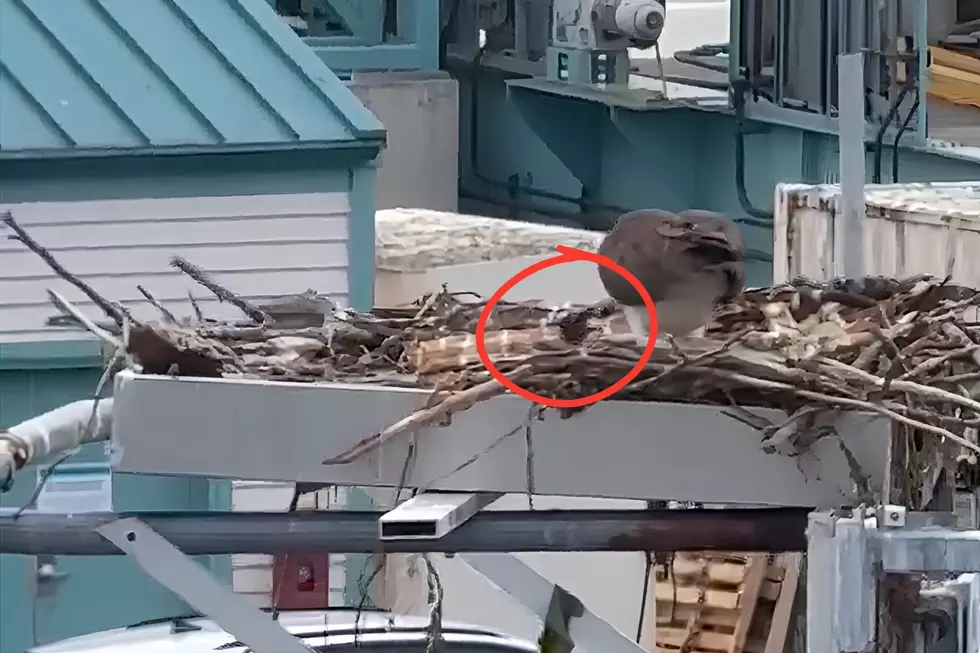 [VIDEO] Watch New Baby Ospreys, Just Hatched at the Clinton Ferry Terminal