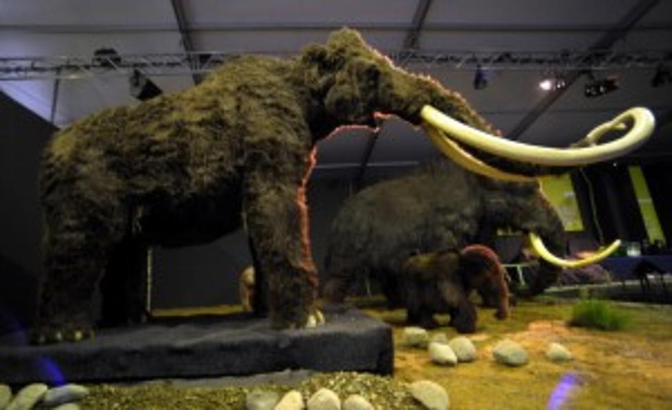 Mammoth Skeleton Found South Of Kennewick 17,000 Years Old