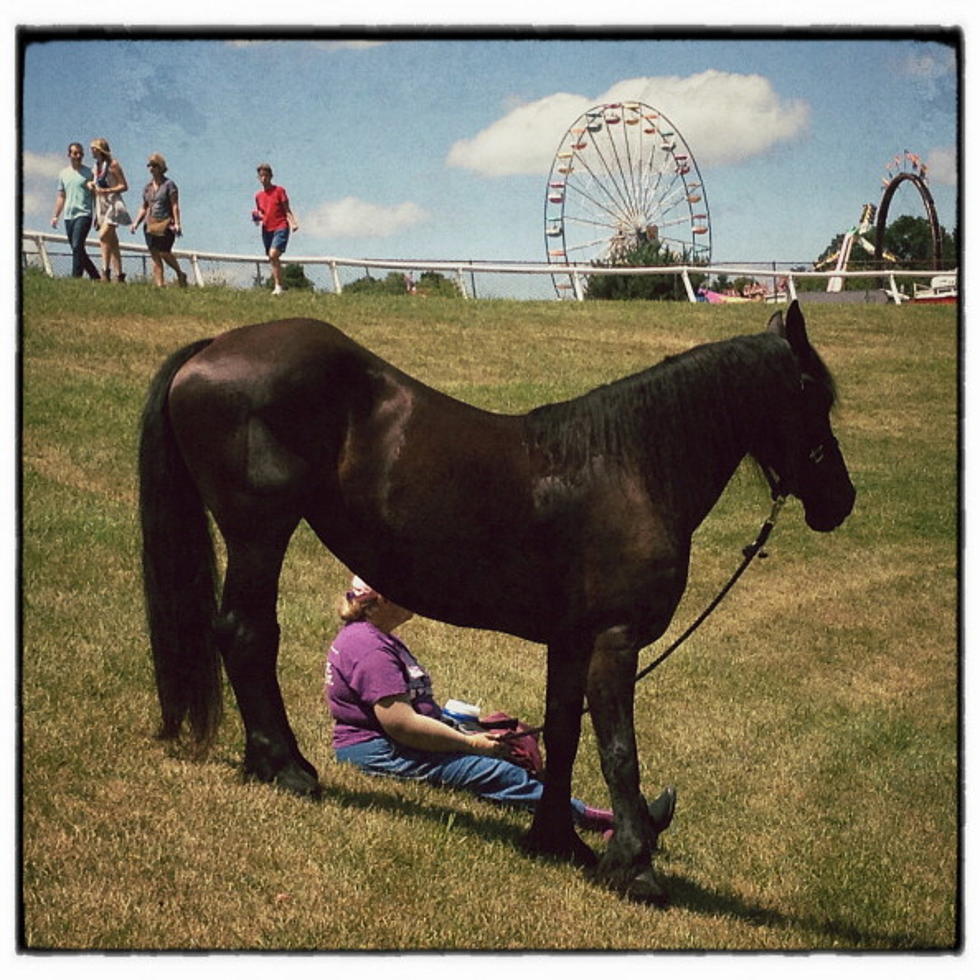 Hermiston Fighting Horse Slaughterhouse Proposal [POLL]