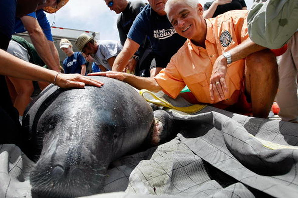 Florida Woman Arrested For Riding A Manatee-Authorities Going Too Far? [POLL]