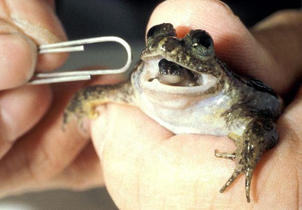 Scientists Resurrect Mouth Birthing Frog 