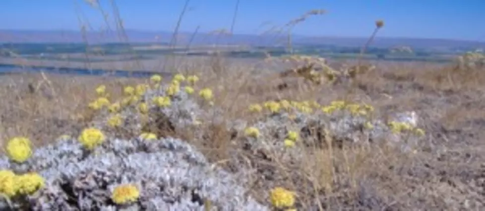 Lawmakers, Chamber of Commerce Want Public Input Heard Over Bladderpod Protection