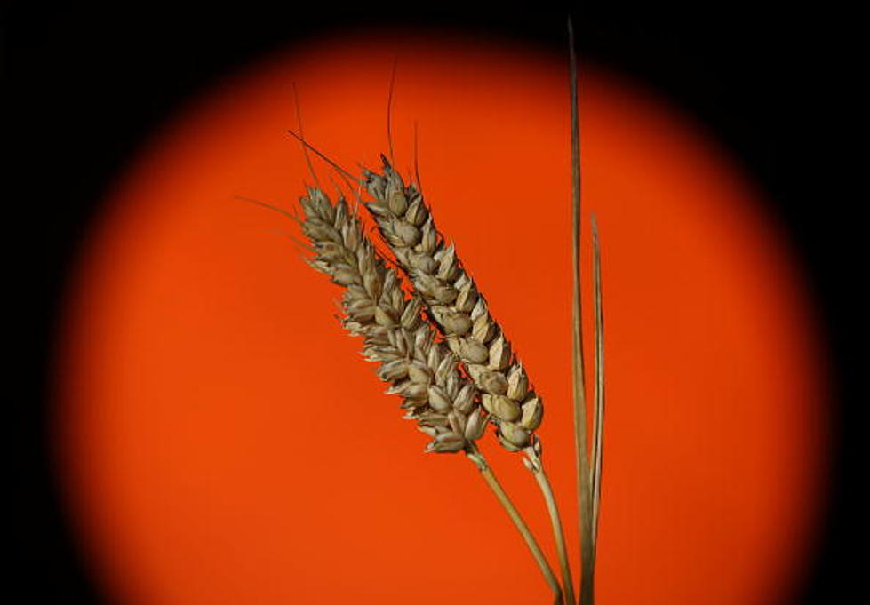 Washington Growers Sue Monsanto Over Unauthorized ‘Altered’ Wheat