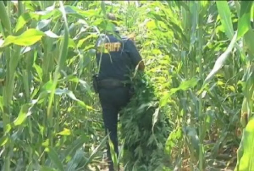 Franklin County Sheriffs Seize Nearly 3,500 Pot Plants in Corn Field