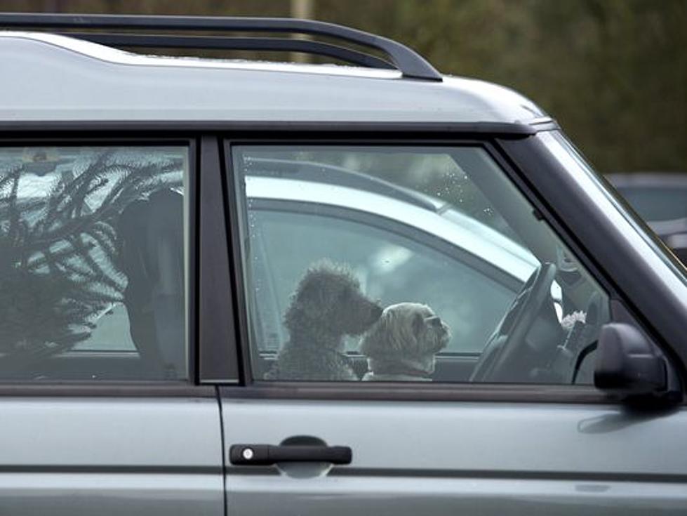 State Senate Approves Bill Criminalizing Leaving Pets in Cars