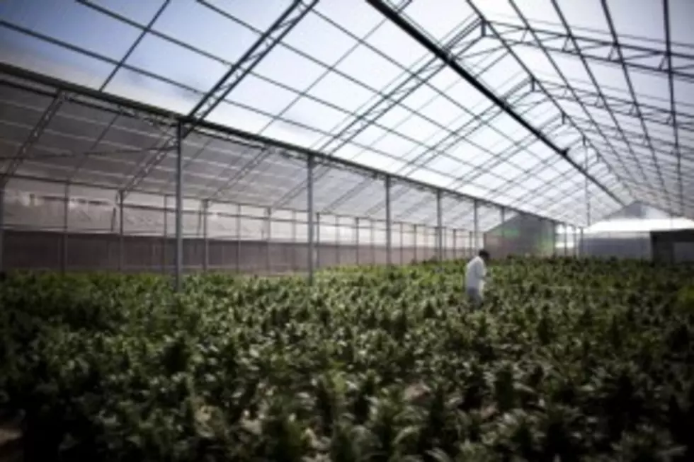 Oregon Pot Growers Warned Against Using Illegal Pesticides
