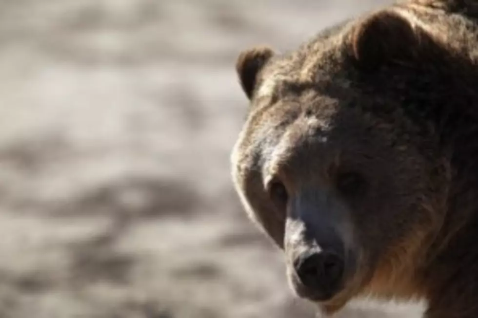 Montana Hunter Shoves Arm Down Bear&#8217;s Throat, Survives Attack!