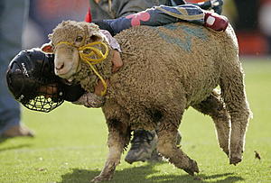 Let Your Kids Ride A Sheep at The Benton Franklin Fair with Wool Busters!