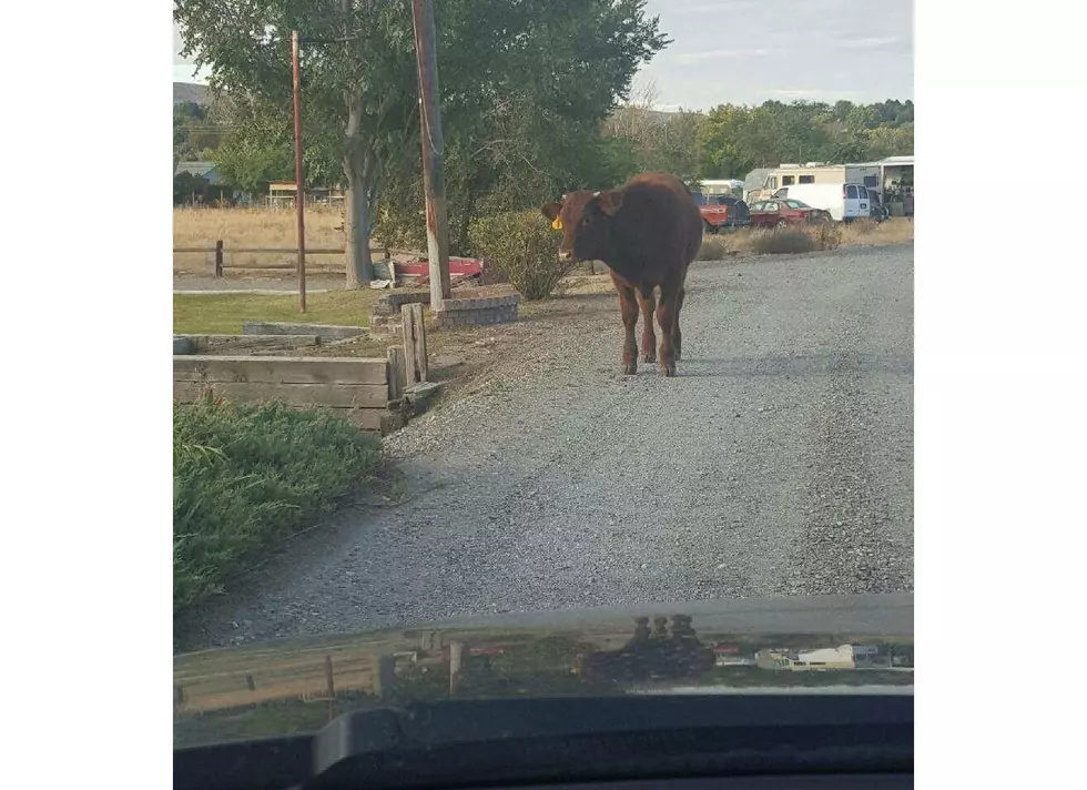 The Wandering Kennewick Steer Visited a LOT of People Thursday