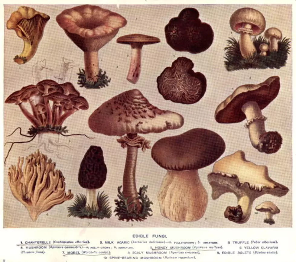 Proposed Bill Would Designate Official WA State Fungi (Mushroom)