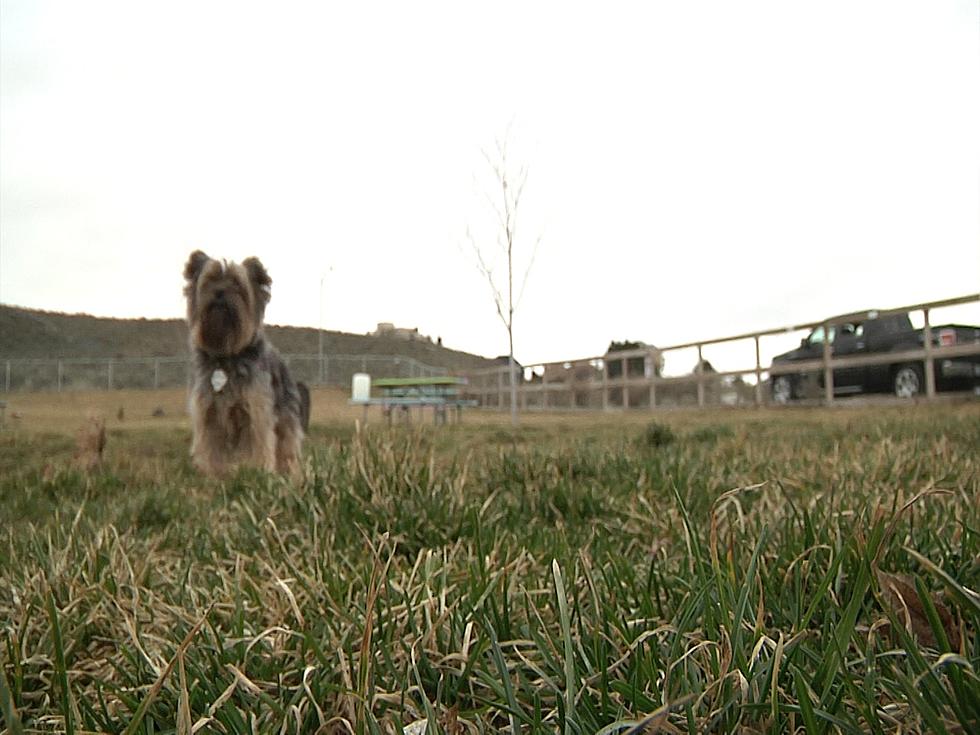 Man Shot in Foot in Altercation Outside Richland Dog Park