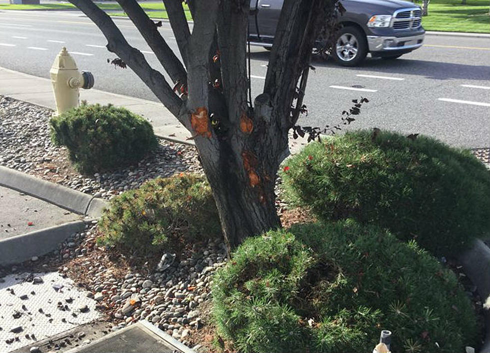 Sharp-Eyed Witness Helps Nail Tree-Slamming Drunk Driver