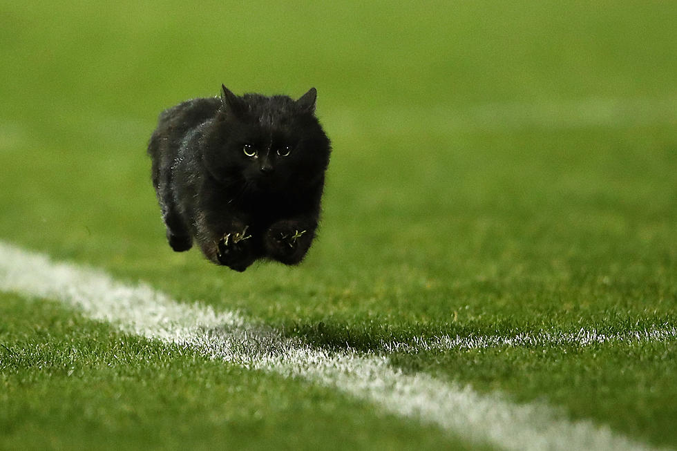 Got a Black Cat? Read This Before Halloween!