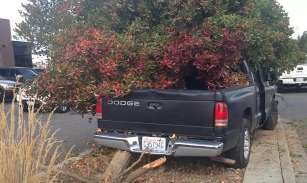 Medical Issue Causes Man to Plow Trees at Costco