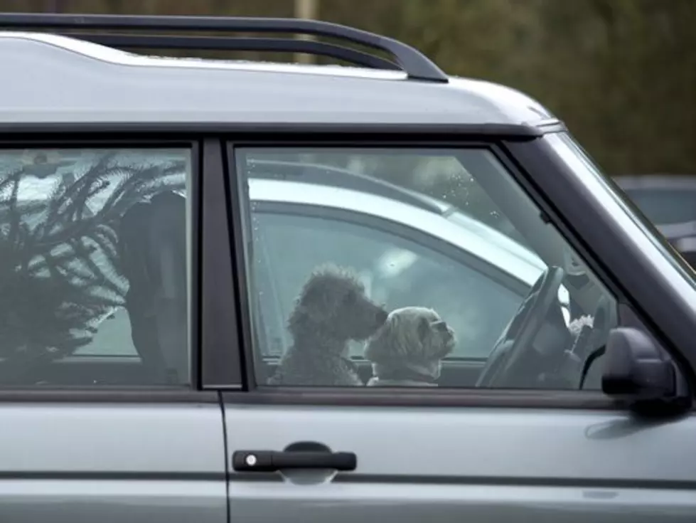 New Laws Would Prohibit Dog Sitting On Lap While Driving