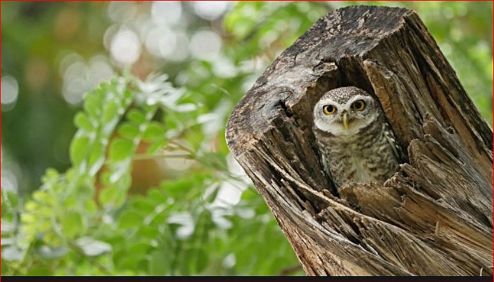 Pot Grows Killing Rare Endangered Owls