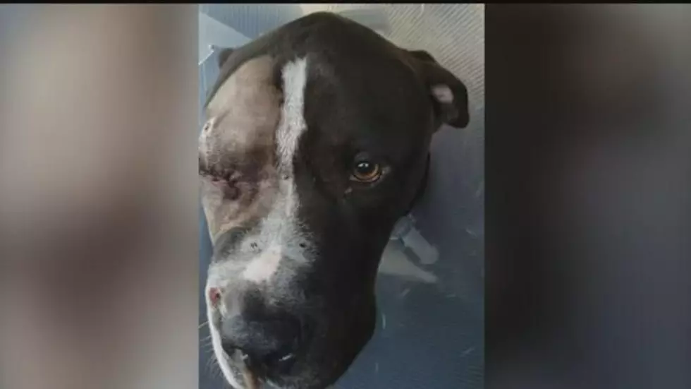 Dog Found Shot Twice Near Pendleton Recovering, Originally from California