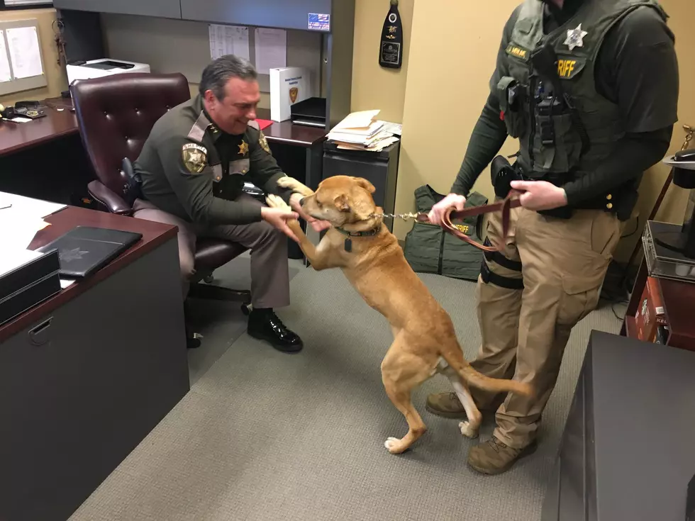 New County K-9 Drug Dog Aces Final State Exams With Perfect Score