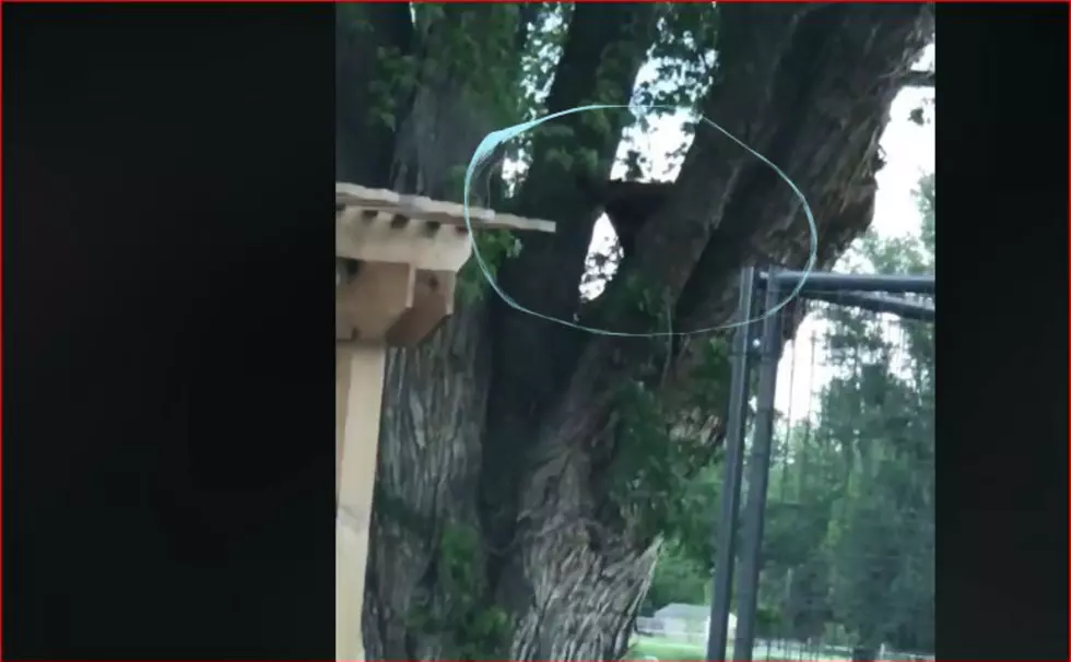 Authorities Play &#8220;Hide-And-Seek&#8221; With Bear Near Milton Freewater [VIDEO]