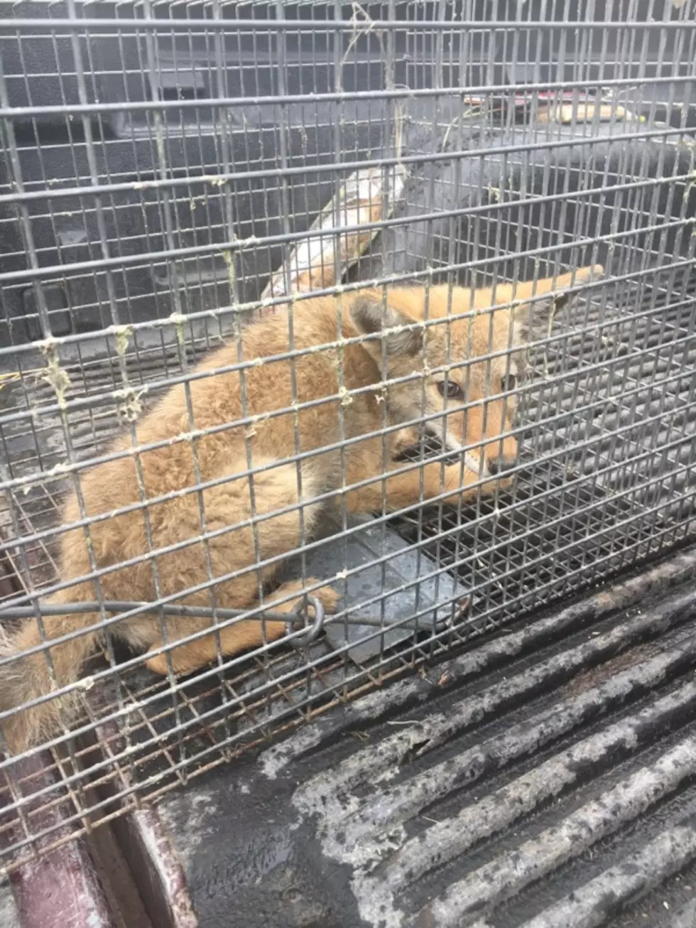 UPDATE&#8211;Coyote Found in Kennewick Home was Drowned, Says Trapper