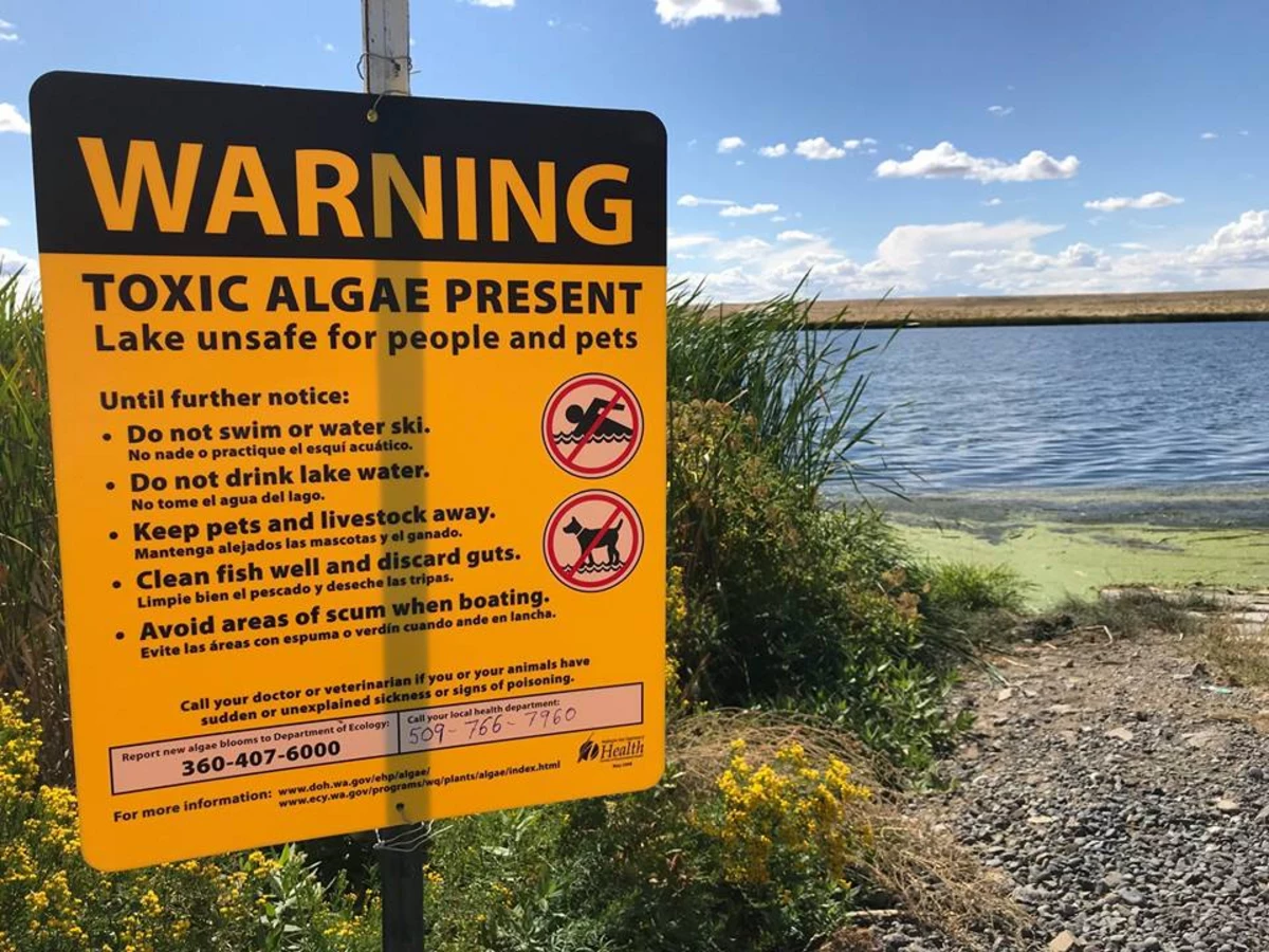 Don't BoatSwim in Moses Lake, Toxic Algae Can be Deadly